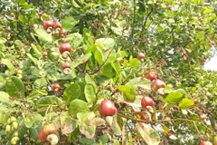 Vườn điều trái thưa, giảm năng suất do ảnh hưởng thời tiết bất lợi. (Ảnh: K GỬIH/TTXVN)