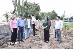 Bà Hồ Thị Hoàng Yến, Phó Bí thư Thường trực Tỉnh ủy Vĩnh Long khảo sát khu vực sạt lở bờ biển thuộc ấp Giồng Bàn, xã Long Vĩnh. (Ảnh: Thanh Hòa/TTXVN)