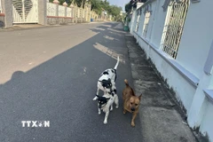 Nuôi chó thả rông trong khu dân cư khi không có các biện pháp bảo vệ tiềm ẩn nhiều nguy hiểm. (Ảnh: Đậu Tất Thành/TTXVN)