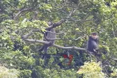 Tìm giải pháp bảo tồn loài linh trưởng trong sách Đỏ
