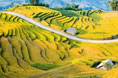 Những cung đường ruộng bậc thang, bản làng đặc trưng của Y Tý. (Ảnh: Cổng Thông tin Điện tử tỉnh Lào Cai)