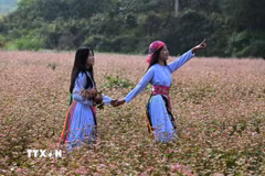 Nét hồn nhiên của hai thiếu nữ Mông khi dạo bước trên cánh đồng Tam giác mạch ở Đồng Văn. (Ảnh: Minh Tâm/TTXVN)
