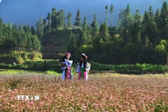 Thiếu nữ dân tộc Mông thả dáng giữa thung lũng hoa Tam giác mạch dưới nắng sớm. (Ảnh: Minh Tâm/TTXVN)