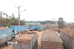 Hàng trăm xe chở sắn tươi ùn ứ tại Cửa khẩu Chàng Riệc. (Ảnh: Thanh Tân/TTXVN)