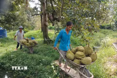 Nhà vườn Đồng Tháp thu hoạch sầu riêng. (Ảnh: Công Trí/TTXVN)