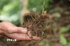 Sâm Ngọc Linh. (Ảnh: Cao Nguyên/TTXVN)