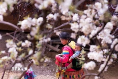 Cây sơn tra đã gắn bó với đồng bào dân tộc Mông ở bản Nậm Nghiệp nhiều đời nay và nó đang là điểm đặc biệt thu hút du khách ở nhiều nơi tìm về. (Ảnh: Trọng Đạt/TTXVN)