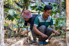 Sâm bảy lá một hoa được trồng xen dưới tán rừng, đòi hỏi điều kiện sinh thái ổn định. (Ảnh: Xuân Quý/TTXVN)