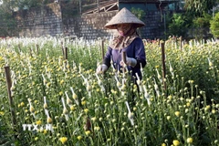 Chăm sóc hoa phục vụ thị trường Tết. (Ảnh: Đại Nghĩa/TTXVN)