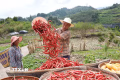Nông dân phơi ớt vừa thu hoạch tại tỉnh Tứ Xuyên, Trung Quốc, ngày 7/8/2026. (Ảnh: THX/TTXVN phát)