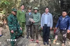 Các lực lượng chức năng thả cá thể rùa núi viền về môi trường tự nhiên. (Ảnh: TTXVN phát)