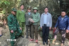 Các lực lượng chức năng thả cá thể rùa núi viền về môi trường tự nhiên. (Ảnh: TTXVN phát)