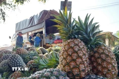 Người dân thu hoạch dứa bán cho thương lái. (Ảnh: Tuấn Anh/TTXVN)