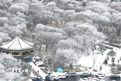 Tuyết phủ trắng xóa tại Jeju, Hàn Quốc. (Ảnh: Yonhap/TTXVN)