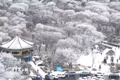 Tuyết phủ trắng xóa tại Jeju, Hàn Quốc. (Ảnh: Yonhap/TTXVN)