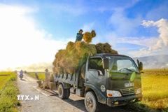Những bó lúa nặng trĩu được nông dân vận chuyển lên xe, mang theo niềm vui vụ mùa bội thu trên cánh đồng Mường Thanh. (Ảnh: Xuân Tư /TTXVN)