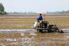 Nông dân xã Vĩnh Trạch (tỉnh An Giang) làm đất chuẩn bị xuống giống vụ Đông Xuân 2025-2026. (Ảnh: Công Mạo/TTXVN)