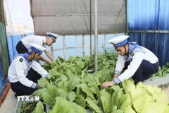 Chiến sỹ trồng rau xanh ngắn ngày tại các đảo thuộc đặc khu Trường Sa, tỉnh Khánh Hòa. (Ảnh: TTXVN phát)