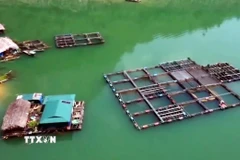Nhiều diện tích nuôi cá lồng trên sông Gâm ở Minh Ngọc (Tuyên Quang) phát huy hiệu quả. (Ảnh: TTXVN phát)