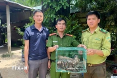 Lực lượng chức năng thả 3 cá thể diều hâu quý hiếm về lại môi trường tự nhiên. (Ảnh: TTXVN phát)