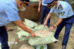 Lực lượng chức năng phát hiện, thu giữ gần 4 tấn chân gà không rõ nguồn gốc xuất xứ. (Ảnh: TTXVN phát)