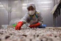Chế biến ngao xuất khẩu tại nhà máy của Công ty cổ phần Xuất nhập khẩu thủy sản Thanh Hóa, tỉnh Thanh Hóa. (Ảnh: Lê Đông/TTXVN)