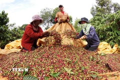Thu hoạch càphê của hộ Đặng Thị Liên, xã IaYok, huyện IaGRai, tỉnh Gia Lai. (Ảnh: Vũ Sinh/TTXVN)