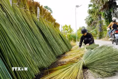 Người dân phơi cỏ bàng làm nguyên liệu đan đát sản phẩm thủ công mỹ nghệ. (Ảnh: Văn Sĩ/TTXVN)