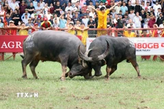 Những hình ảnh Lễ hội chọi trâu truyền thống Đồ Sơn-VTV 2025. (Ảnh: Hoàng Ngọc/TTXVN).