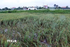 Một số diện tích lúa của xã Vạn Xuân, tỉnh Hưng Yên, bị gãy đổ do gió lớn. (Ảnh: Đinh Văn Nhiều/TTXVN)