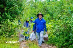 Các tình nguyện viên tham gia trồng rừng tại vùng đệm Vườn Quốc gia Tà Đùng. (Ảnh: Hưng Thịnh/Vietnam+)