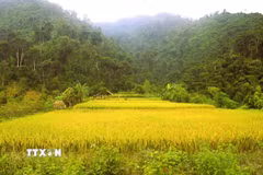 Những diện tích lúa trên những thửa ruộng bậc thang của đồng bào Thái bản Xốp Kho (xã Nga My, tỉnh Nghệ An) vào độ chín rộ đã điểm sắc vàng giữa đại ngàn Pù Huống. (Ảnh: Xuân Tiến/TTXVN)