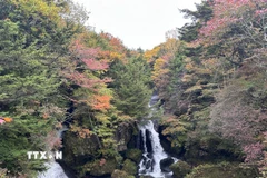 Thác Ryuzu, cái tên bắt nguồn từ hình dáng của dòng nước tách đôi chảy xiết, tựa như đôi sừng của một con rồng đang vươn mình giữa núi rừng. (Ảnh: Nguyễn Tuyến/TTXVN)