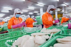 Chế biến thủy sản xuất khẩu. (Ảnh: Danh Lam/TTXVN)