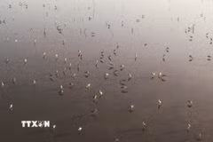Hạt kiểm lâm Khu vực 9 nhận định đàn chim kiếm ăn ở đầm La Băng là cò nhạn không phải Sếu cổ đen quý hiếm. (Ảnh: Phạm Cường/TTXVN)