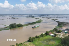 Nước sông Vàm Cỏ Đông (đoạn chảy qua địa phận xã Thạnh Đức, tỉnh Tây Ninh) dâng cao, gây ngập nhiều diện tích đất nông nghiệp của người dân. (Ảnh: Thanh Tân/TTXVN)