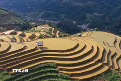 Vẻ đẹp của ruộng bậc thang dưới nắng vàng. (Ảnh: Tuấn Anh/TTXVN)
