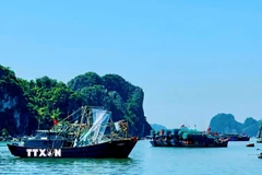 Các tàu thuyền đã vào khu vực tránh trú bão. (Ảnh: TTXVN phát)