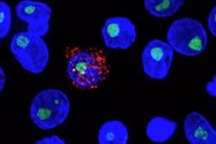 Nghiên cứu mới cho thấy thuốc lenacapavir có thể ức chế virus HIV trong cả năm. (Nguồn: Science.org)