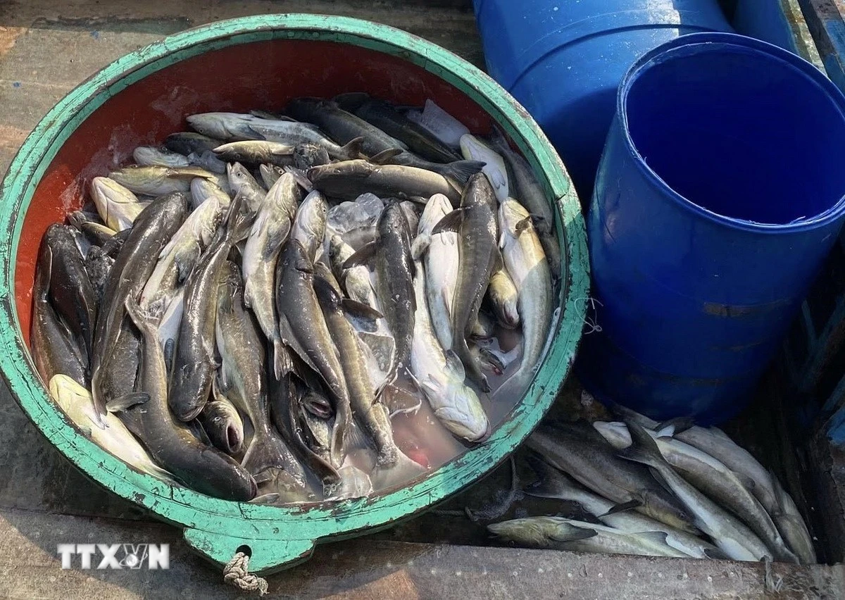 Quảng Ngãi: Cá bớp chết hàng loạt, ước thiệt hại lên tới 10 tỷ đồng