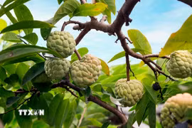 Ngọt ngào mùa na chín Bồ Lý dưới chân dãy Tam Đảo