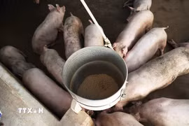 Đàn lợn nuôi tại Đồng Nai. (Ảnh: Hồng Đạt/TTXVN)