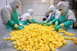 Phân loại sản phẩm xoài trước khi đóng gói ở nhà máy của Công ty cổ phần rau quả thực phẩm An Giang (ANTESCO), xã Châu Phú (tỉnh An Giang), xuất khẩu sang Australia và các thị trường Bắc Mỹ, châu Âu, châu Á. (Ảnh: Phạm Hậu/TTXVN)