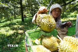 Sầu riêng. (Ảnh: Nguyễn Dũng/TTXVN)