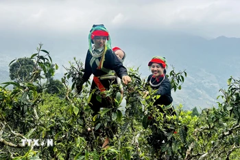 Phụ nữ người Dao hái chè Xuân trên đỉnh Tây Côn Lĩnh. (Ảnh: Đức Thọ/TTXVN)