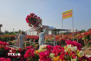 Người dân vận chuyển hoa giấy phục vụ thị trường Tết Ất Tỵ 2025. (Ảnh: Chương Đài/TTXVN)