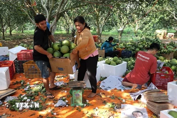 Bưởi vụ Tết của vườn gia đình anh Hồ Hoàng Kha, xã Sông Xoài, thị xã Phú Mỹ với 100 tấn đã được thương lái đặt hàng và chuẩn bị đưa đi tiêu thụ. (Ảnh: Hoàng Nhị/TTXVN)