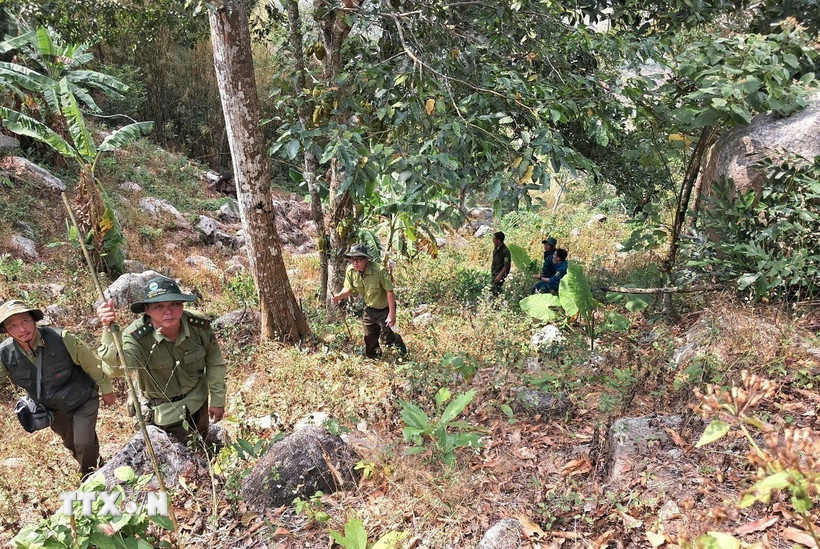 Lực lượng kiểm lâm An Giang kiểm tra phòng chống cháy rừng trên khu vực núi Dài, xã Lương Phi, huyện Tri Tôn, tỉnh An Giang. (Ảnh: Thanh Sang/TTXVN)