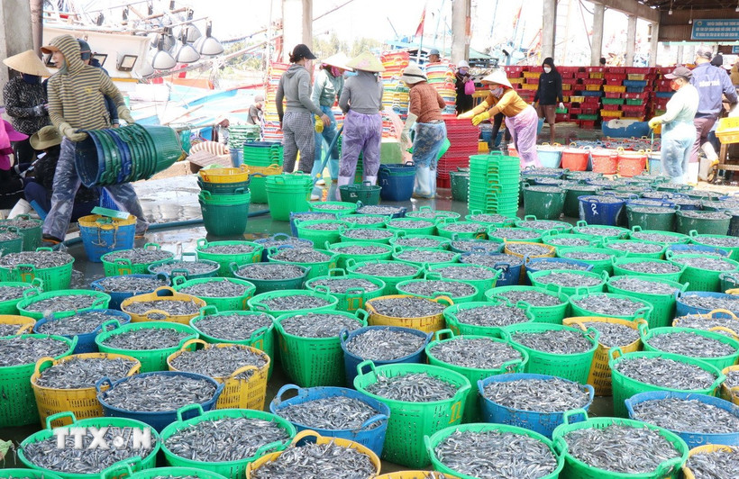 Trung bình mỗi tàu cá ở xã Tịnh Kỳ, thành phố Quảng Ngãi khai thác được từ 7-10 tấn cá cơm. (Ảnh: Phạm Cường/TTXVN)
