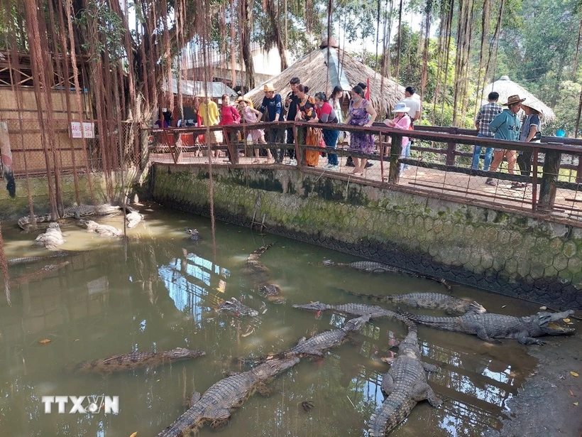 Đông đảo du khách trải nghiệm cảm giác câu cá sấu tại Khu du lịch Cồn Phụng, huyện Châu Thành, tỉnh Bến Tre. (Ảnh: Chương Đài/TTXVN)